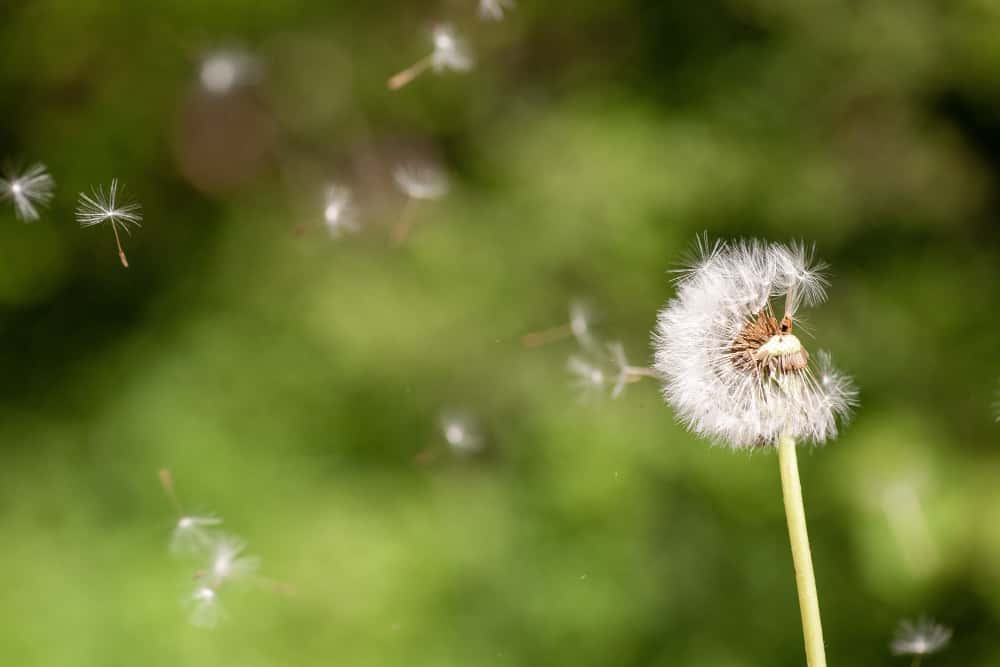 Dandelion Flower plant